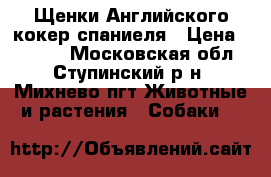 Щенки Английского кокер спаниеля › Цена ­ 7 000 - Московская обл., Ступинский р-н, Михнево пгт Животные и растения » Собаки   